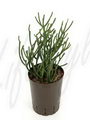 Finger Tree , Milk Bush , Indian Tree Spurge